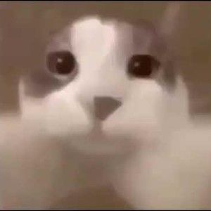 Meet your Posher, Ipeeinbush